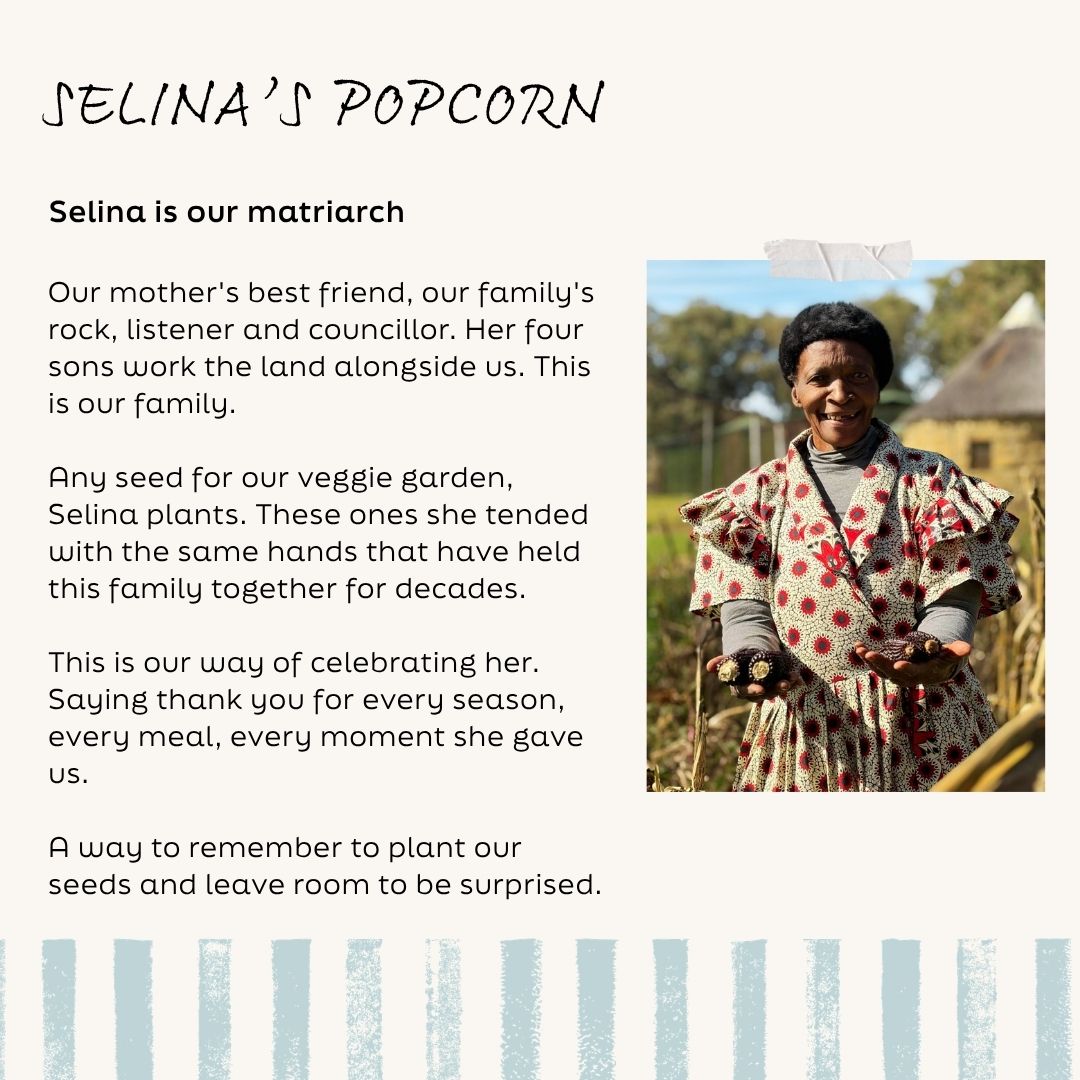 Selina's Popcorn Cobs x 3